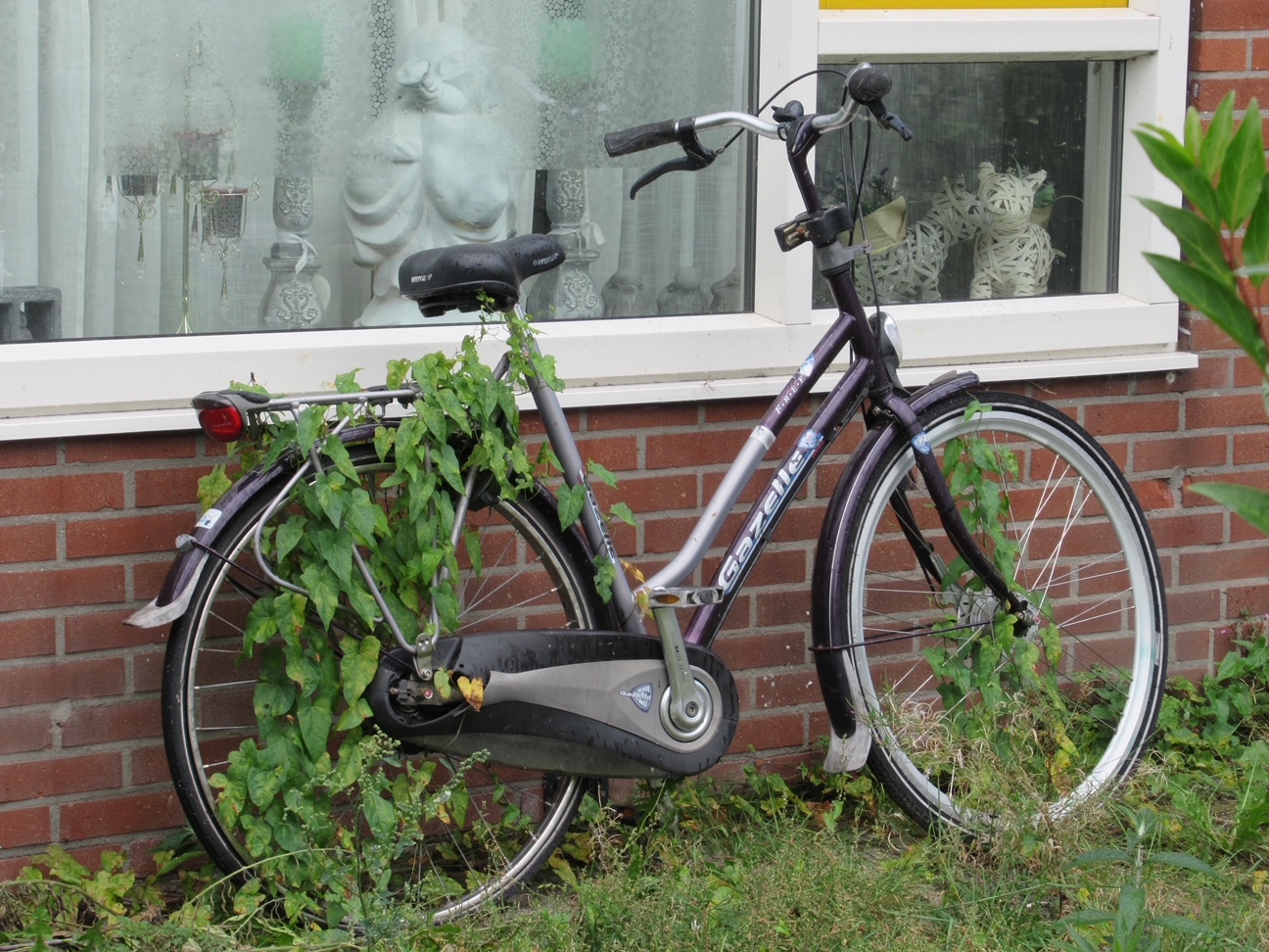 Zen.nl, Zen, meditatie, leren mediteren, foto, sesshin, wedstrijd, schoonheid, vergankelijkheid